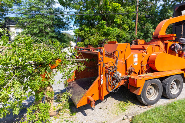 The Steps Involved in Our Tree Care Process in Shattuck, OK